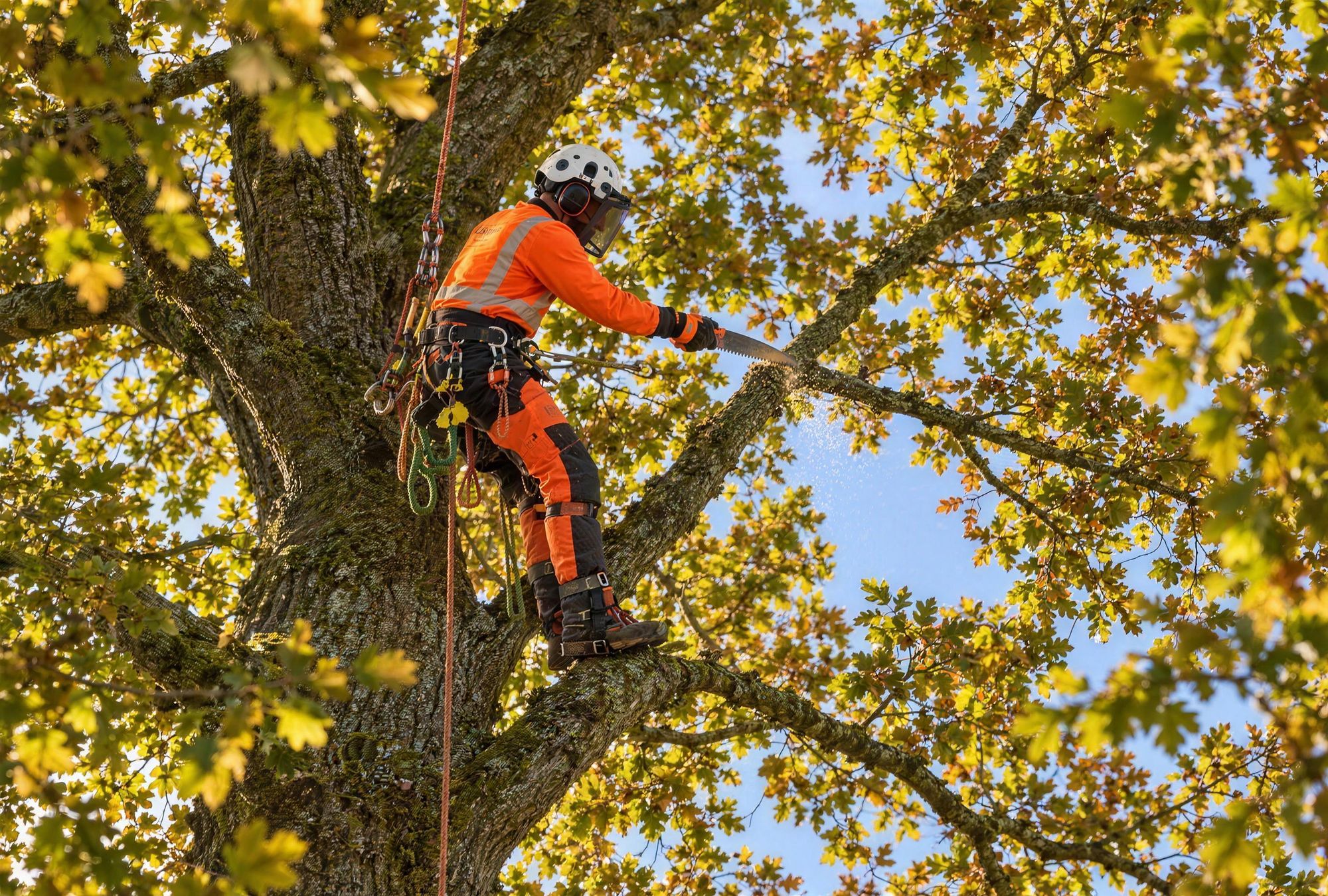 Climber making a reduction cut high in a beech crown
